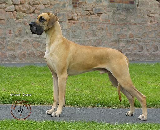 Great Dane 8T049D-21.JPG